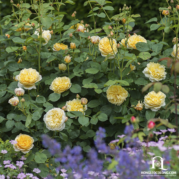 Hoa hồng leo Charlotte màu vàng có mùi thơm nhẹ nhàng