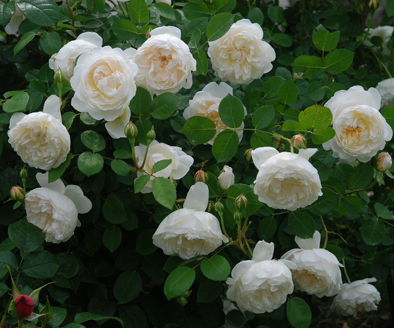 Hoa hồng bụi Glamis Castle