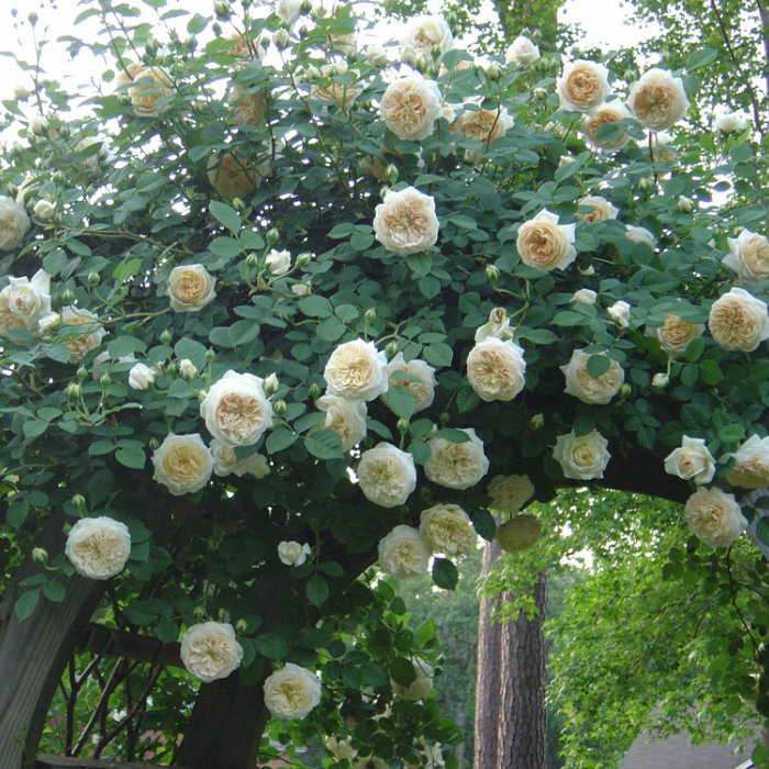 Hoa hồng Clair Austin